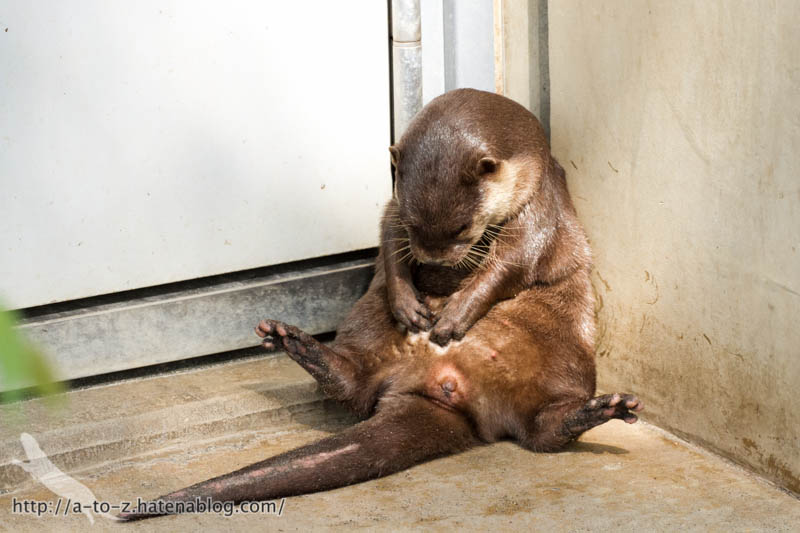 f:id:otters_yvonne:20160821141212j:plain