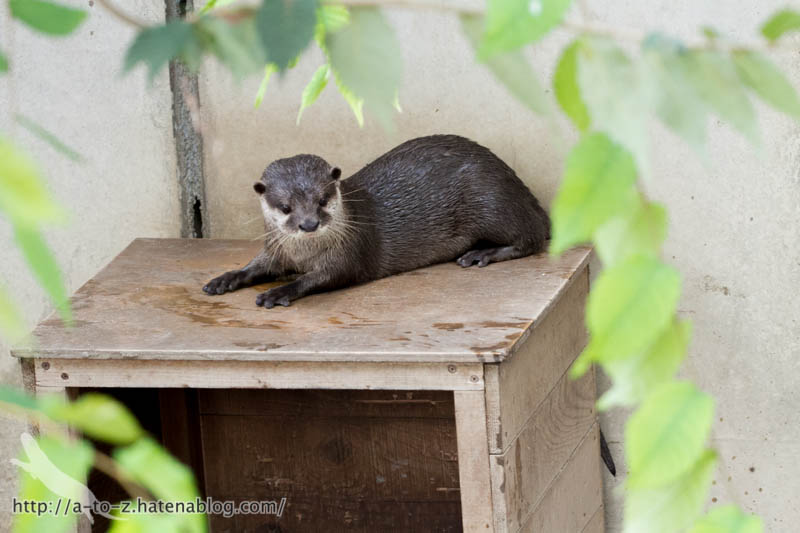 f:id:otters_yvonne:20160821141213j:plain