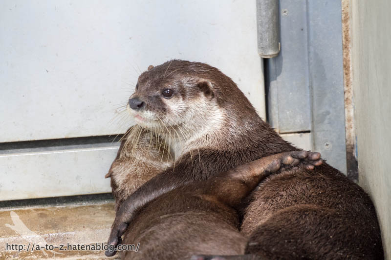 f:id:otters_yvonne:20160821141214j:plain