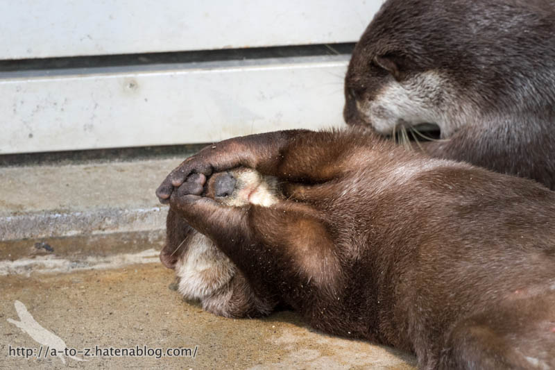 f:id:otters_yvonne:20160821141215j:plain