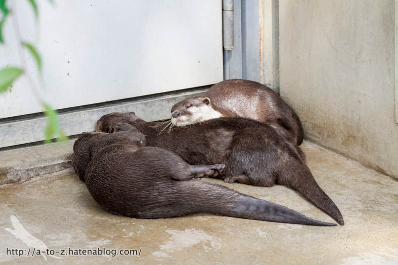 f:id:otters_yvonne:20160821141216j:plain