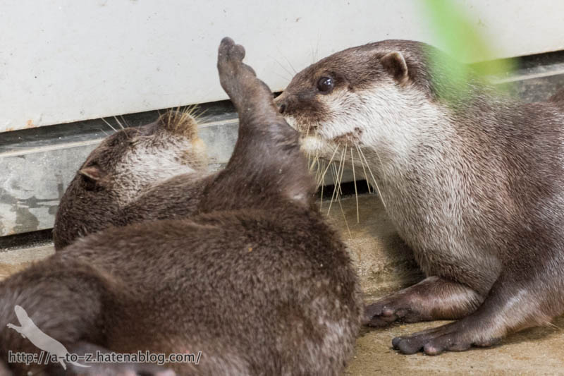 f:id:otters_yvonne:20160821141217j:plain