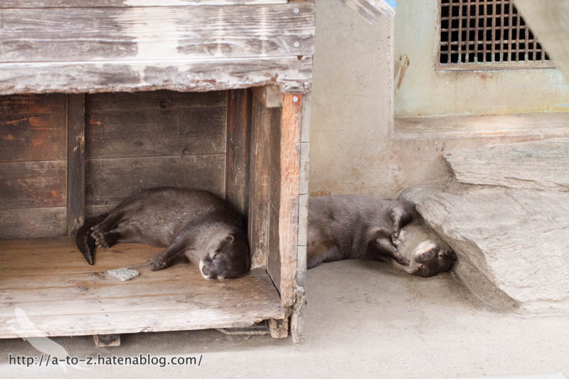 f:id:otters_yvonne:20160821141218j:plain