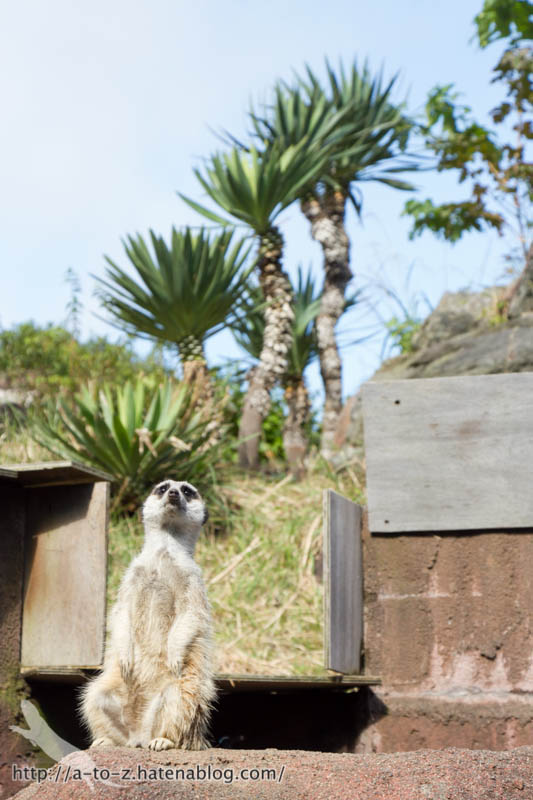 f:id:otters_yvonne:20161102203610j:plain