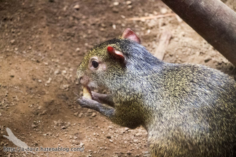 f:id:otters_yvonne:20161102203613j:plain