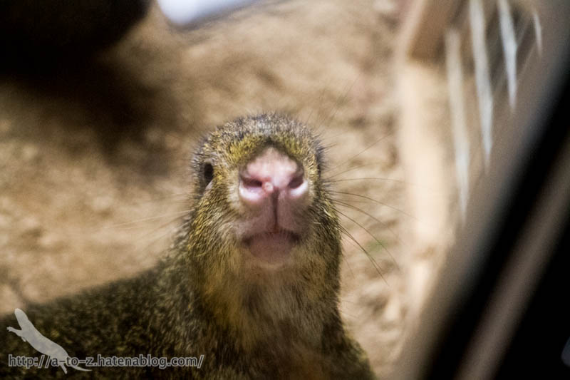 f:id:otters_yvonne:20161102203614j:plain