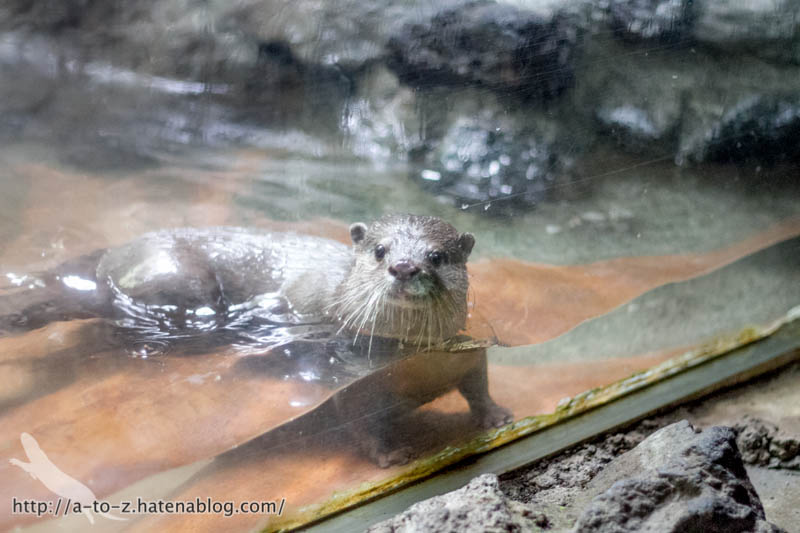 f:id:otters_yvonne:20161102203615j:plain