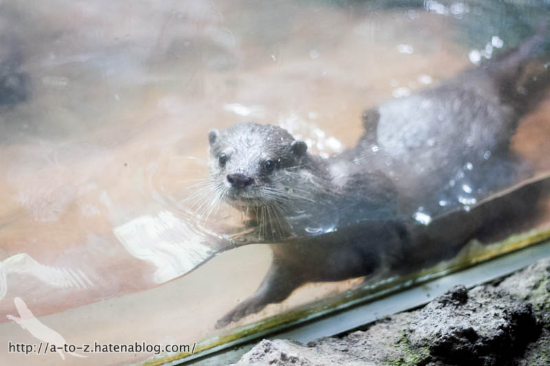 f:id:otters_yvonne:20161102203616j:plain