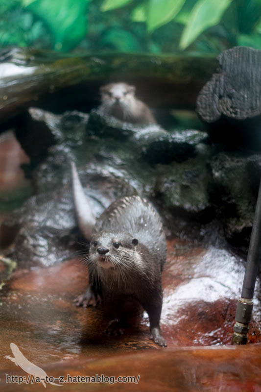 f:id:otters_yvonne:20161102203617j:plain