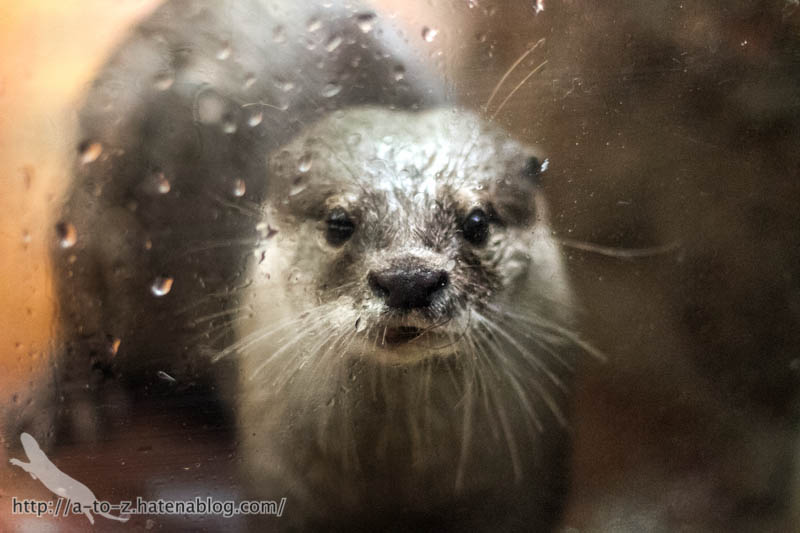 f:id:otters_yvonne:20161102203619j:plain