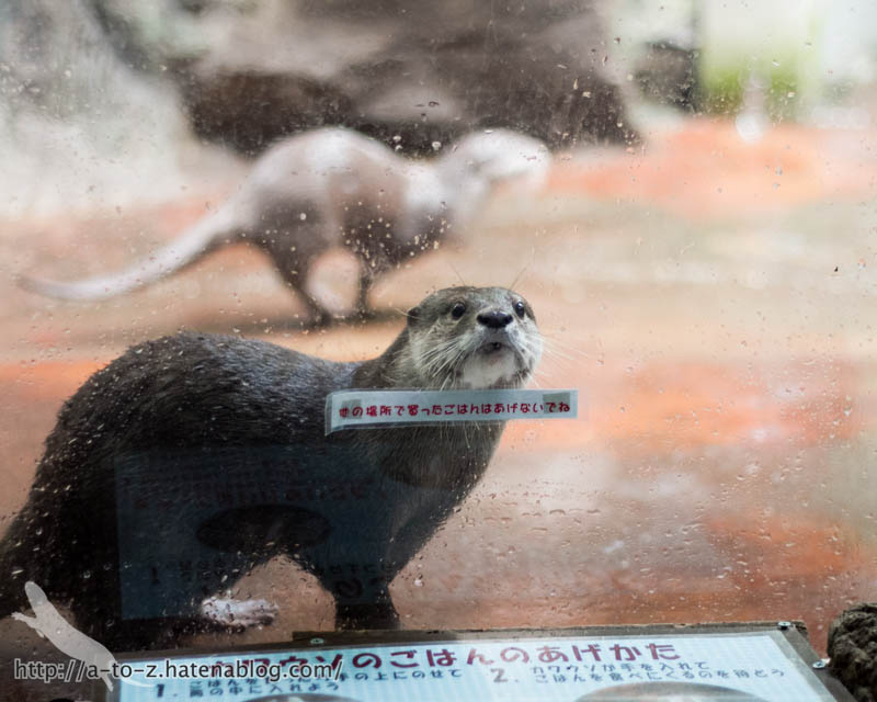 f:id:otters_yvonne:20161102203620j:plain