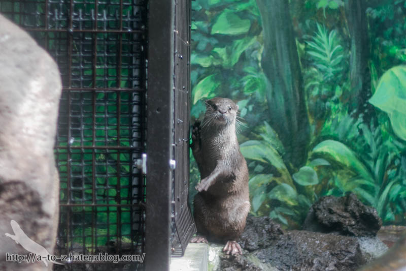 f:id:otters_yvonne:20161102203621j:plain