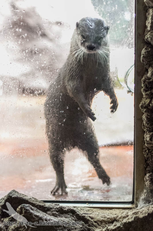 f:id:otters_yvonne:20161102203622j:plain