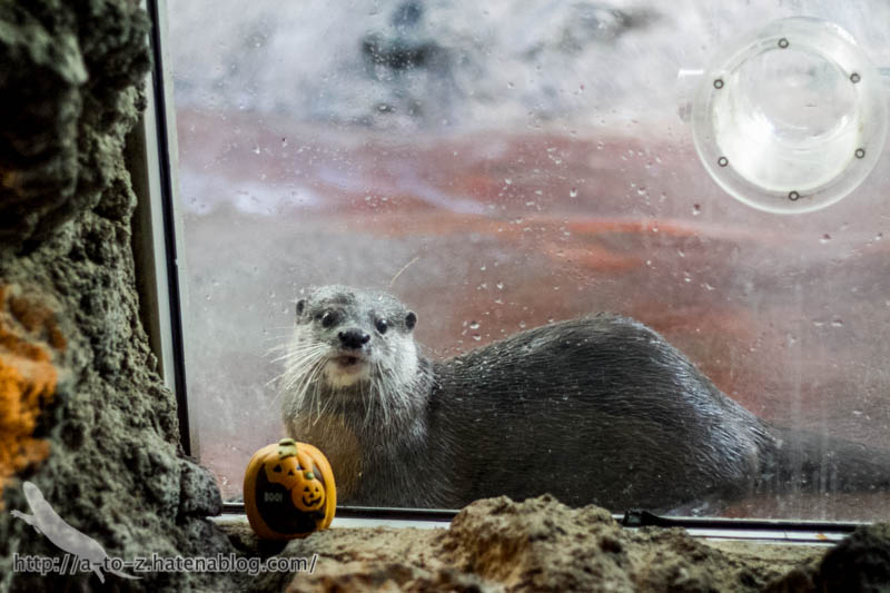 f:id:otters_yvonne:20161102203624j:plain