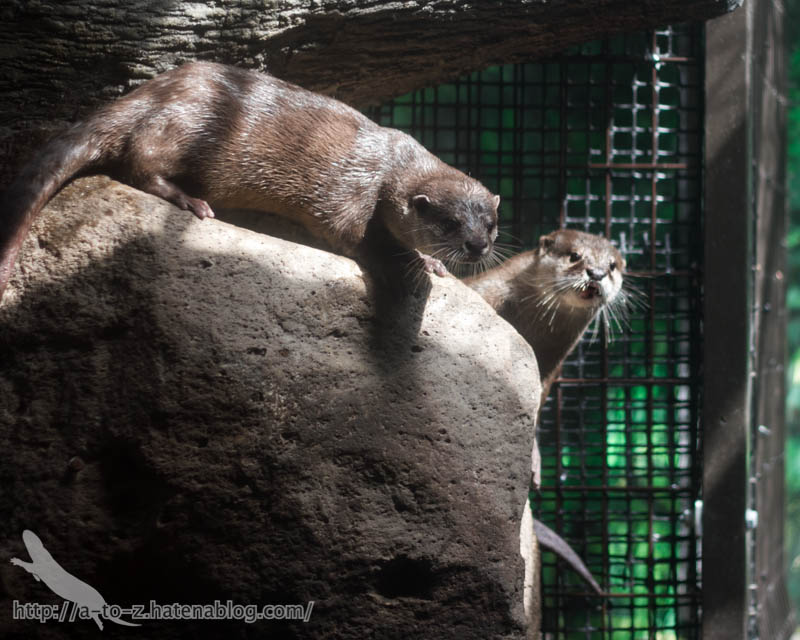 f:id:otters_yvonne:20161102203628j:plain