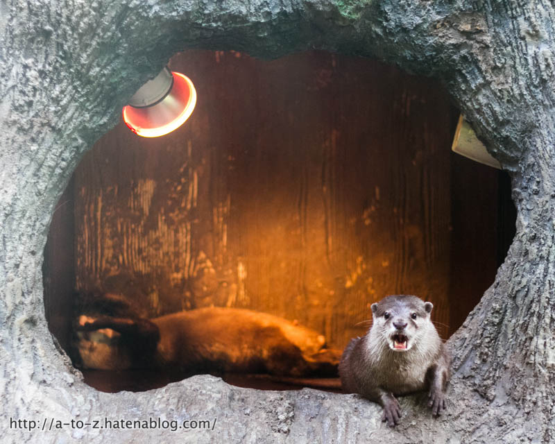 f:id:otters_yvonne:20161102203629j:plain