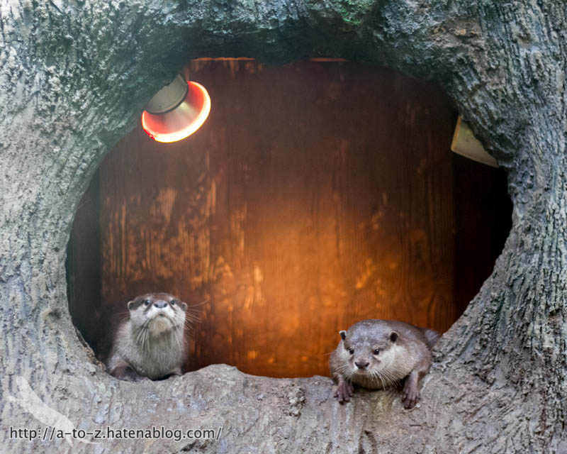 f:id:otters_yvonne:20161102203630j:plain