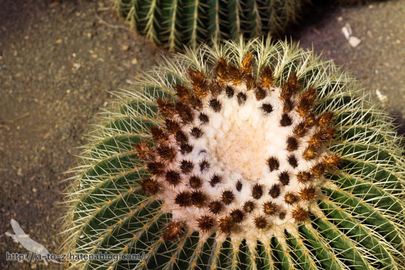 f:id:otters_yvonne:20161102203631j:plain