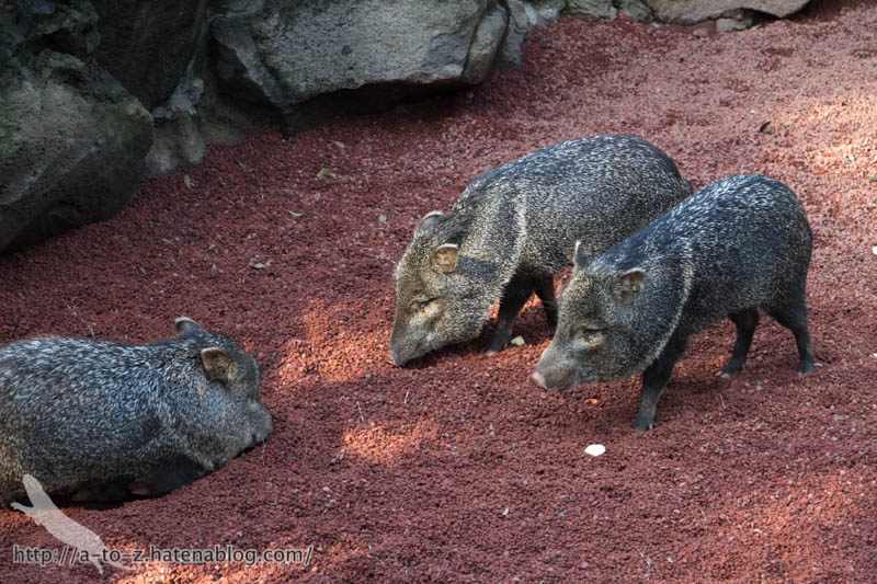 f:id:otters_yvonne:20161102203632j:plain