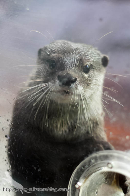 f:id:otters_yvonne:20161102203634j:plain