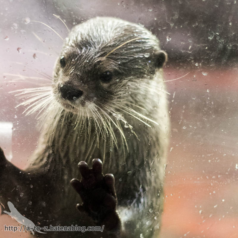 f:id:otters_yvonne:20161102203635j:plain