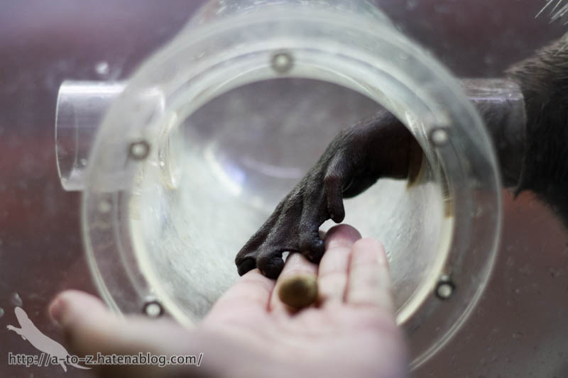 f:id:otters_yvonne:20161102203636j:plain