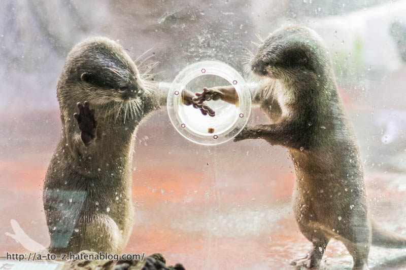 f:id:otters_yvonne:20161102203637j:plain