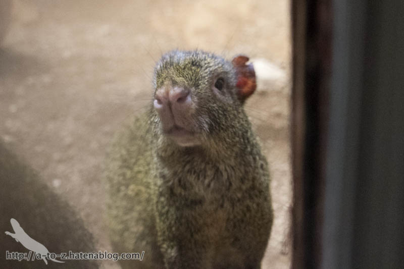 f:id:otters_yvonne:20161102203638j:plain