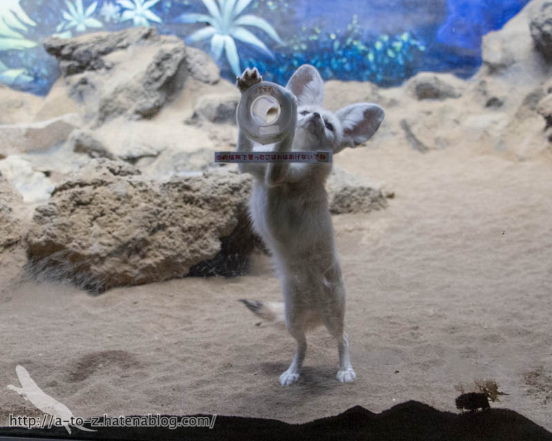 f:id:otters_yvonne:20161102203639j:plain