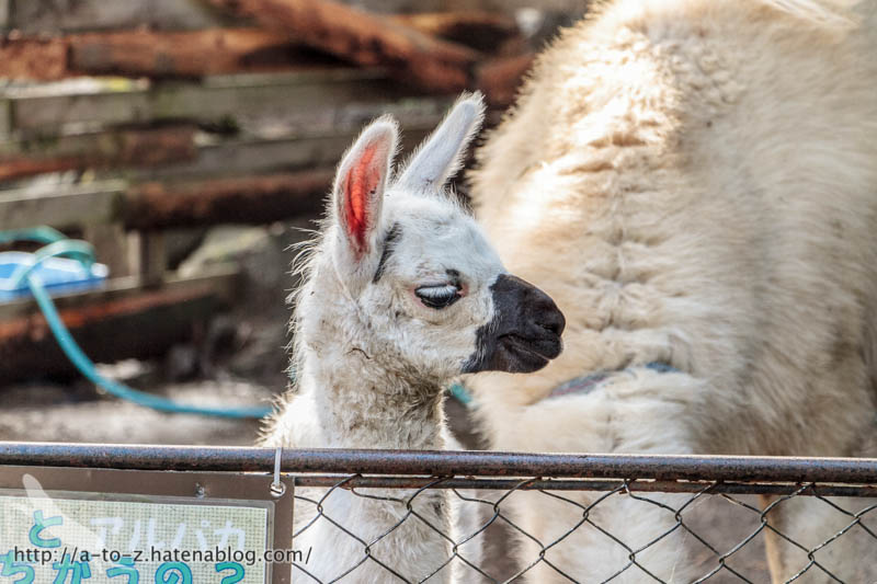 f:id:otters_yvonne:20161102230458j:plain