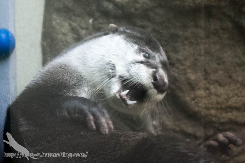 f:id:otters_yvonne:20170412154332j:plain