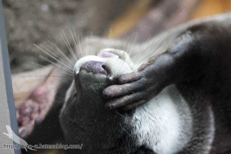 f:id:otters_yvonne:20170412154334j:plain