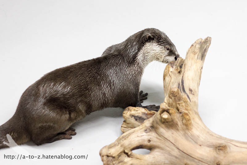 f:id:otters_yvonne:20170412154347j:plain