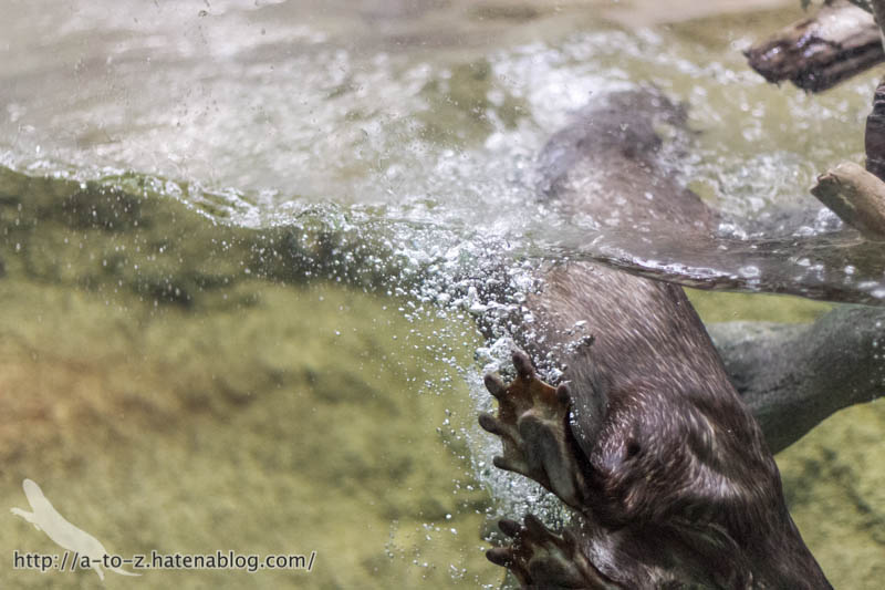 f:id:otters_yvonne:20170412154351j:plain