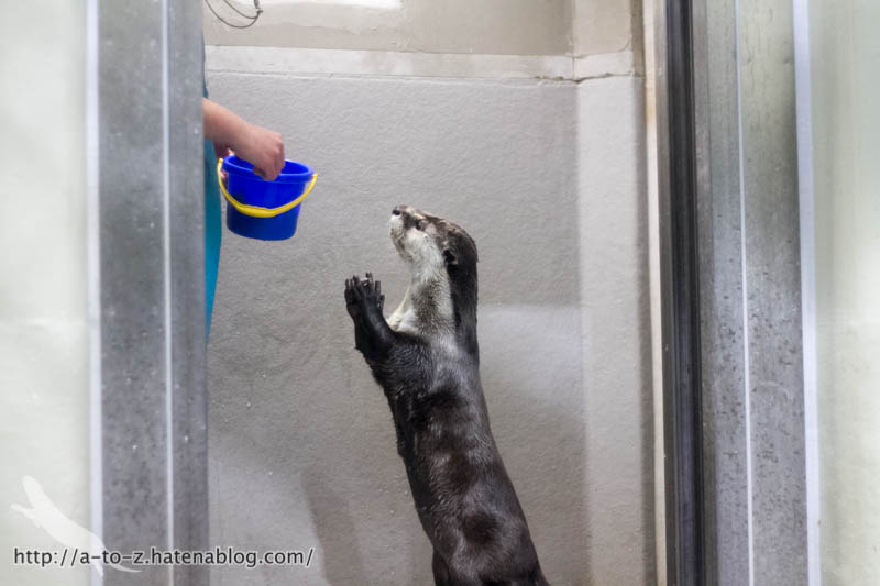 f:id:otters_yvonne:20170412154357j:plain