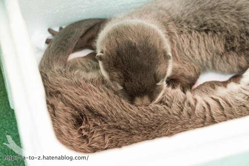 f:id:otters_yvonne:20170530220301j:plain