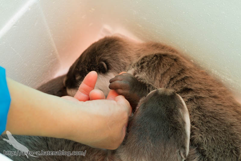 f:id:otters_yvonne:20170530220302j:plain