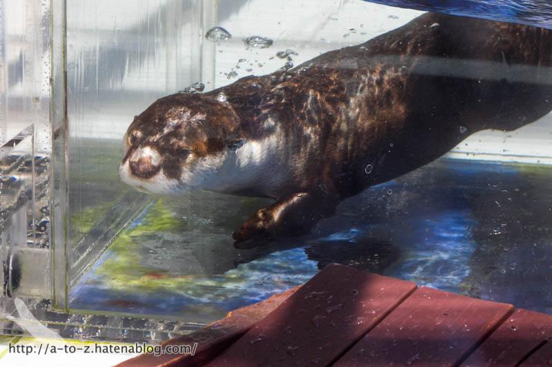 f:id:otters_yvonne:20170530220306j:plain