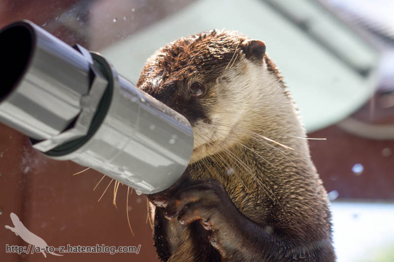 f:id:otters_yvonne:20170530220307j:plain