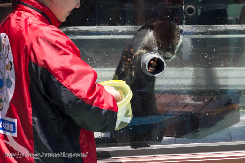 f:id:otters_yvonne:20170530220308j:plain