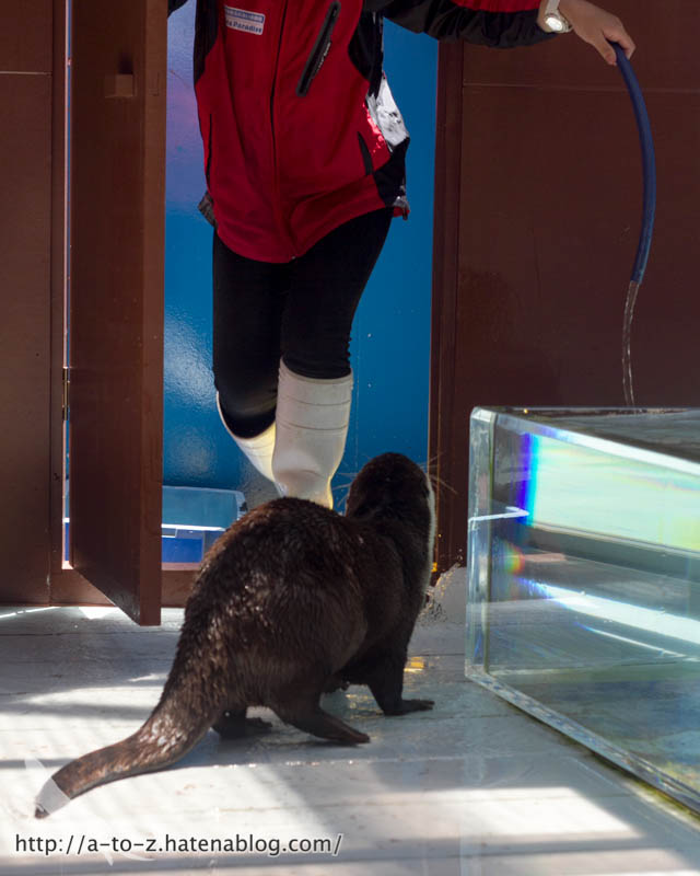 f:id:otters_yvonne:20170530220309j:plain