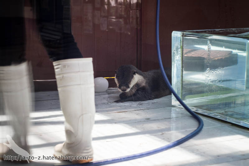 f:id:otters_yvonne:20170530220310j:plain