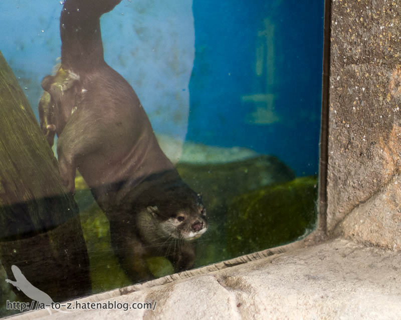 f:id:otters_yvonne:20170530220312j:plain