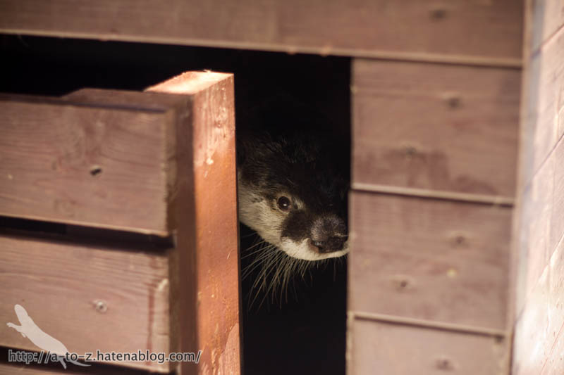 f:id:otters_yvonne:20170530220313j:plain