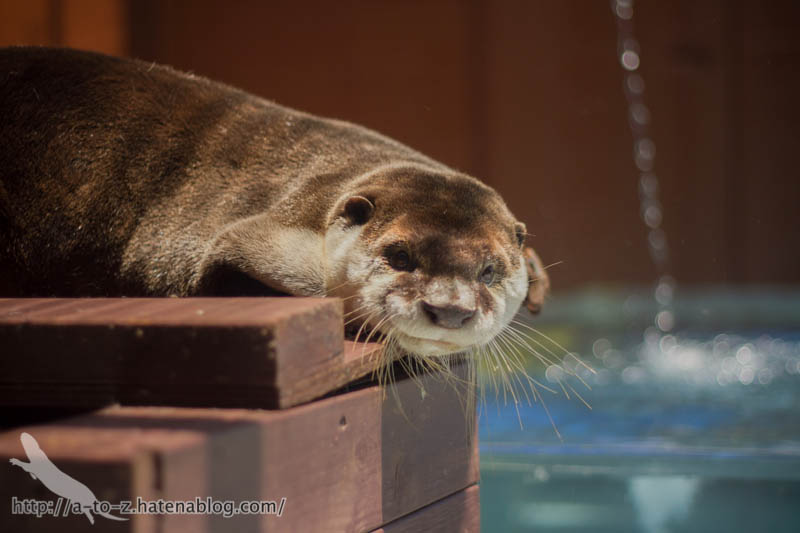 f:id:otters_yvonne:20170530220314j:plain