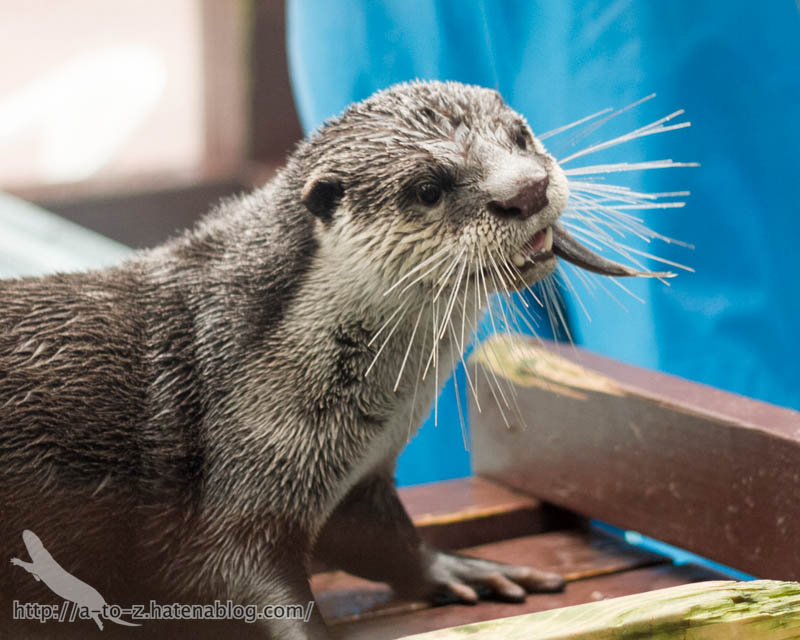 f:id:otters_yvonne:20170530220320j:plain