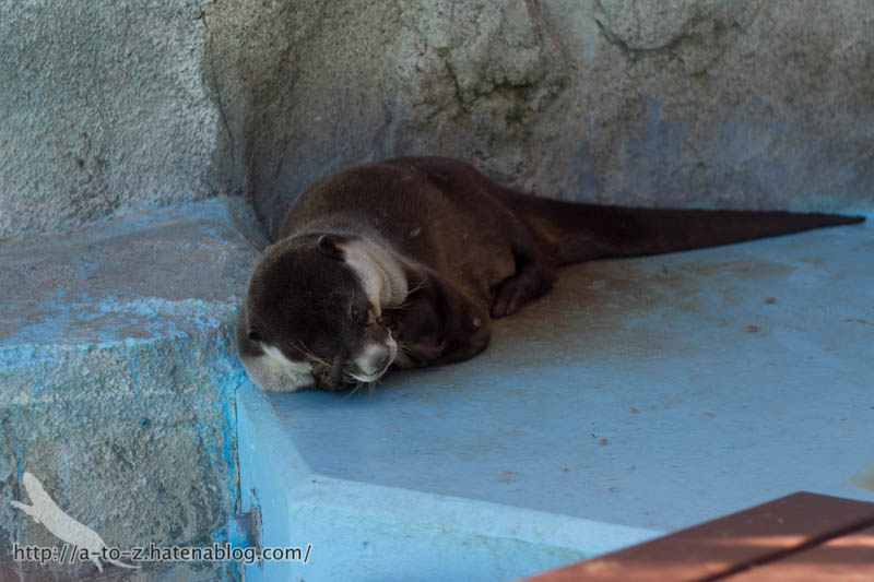 f:id:otters_yvonne:20170530220321j:plain