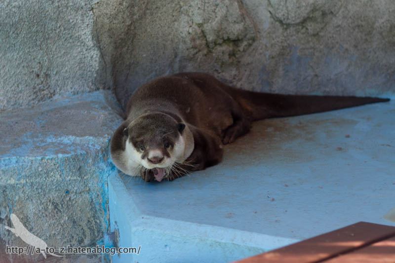 f:id:otters_yvonne:20170530220322j:plain