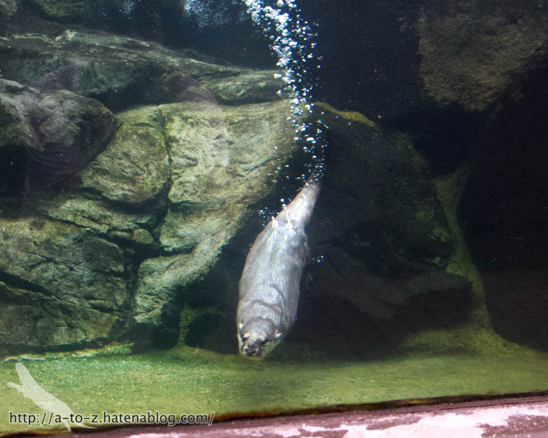 f:id:otters_yvonne:20171006184440j:plain