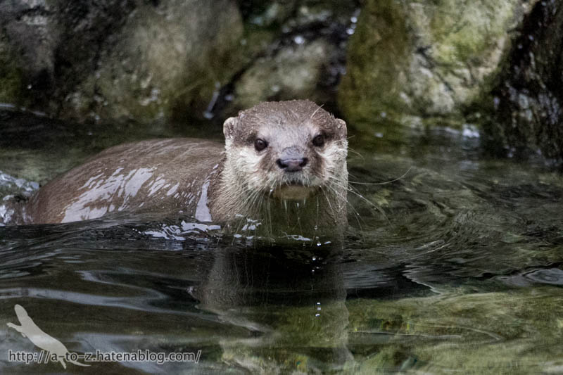 f:id:otters_yvonne:20171006184443j:plain